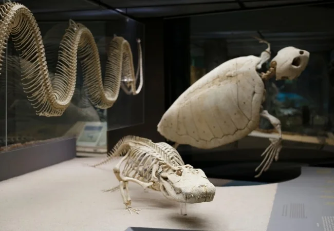 American Museum Of Natural History