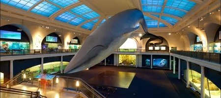 American Museum of Natural History