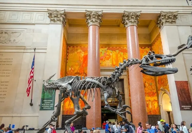 American Museum Of Natural History