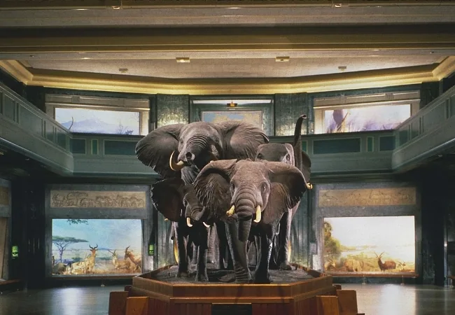American Museum Of Natural History
